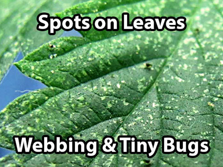 Tudo sobre Ácaro Aranha (SPIDER MITES)