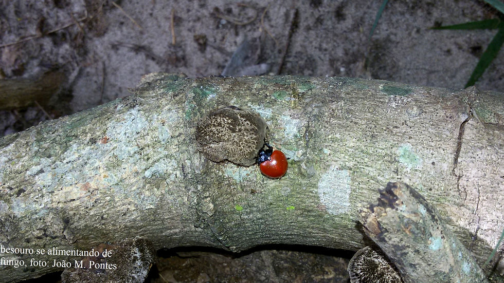 Ordem Coleoptera