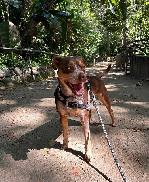 dog walk in silverlake