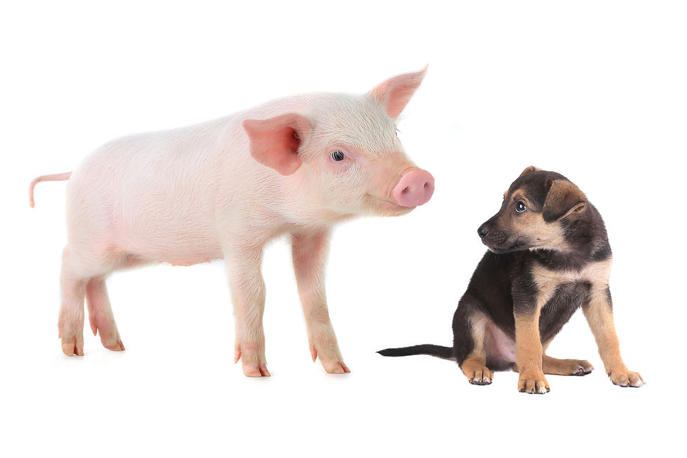 Thumbnail: Pig Bacon