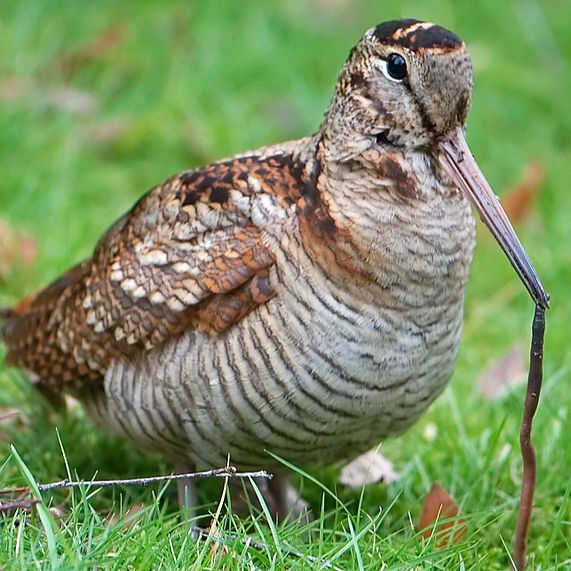 Waldschnepfe