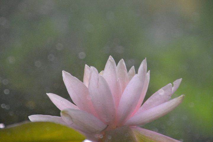 pink lotus