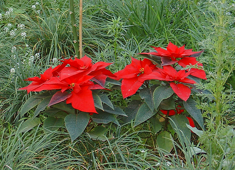 flor de pascua como jardín urbano