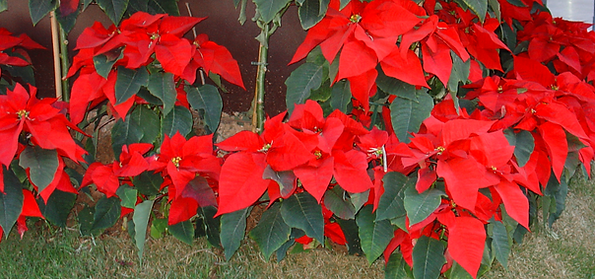 flor de pascua como jardín urbano