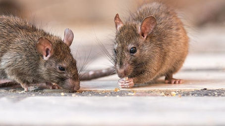 How to keep mice out of your house