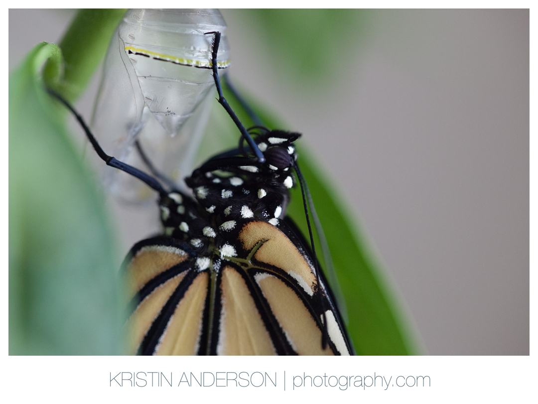 2017_9_12_Butterfly&Wood-6089