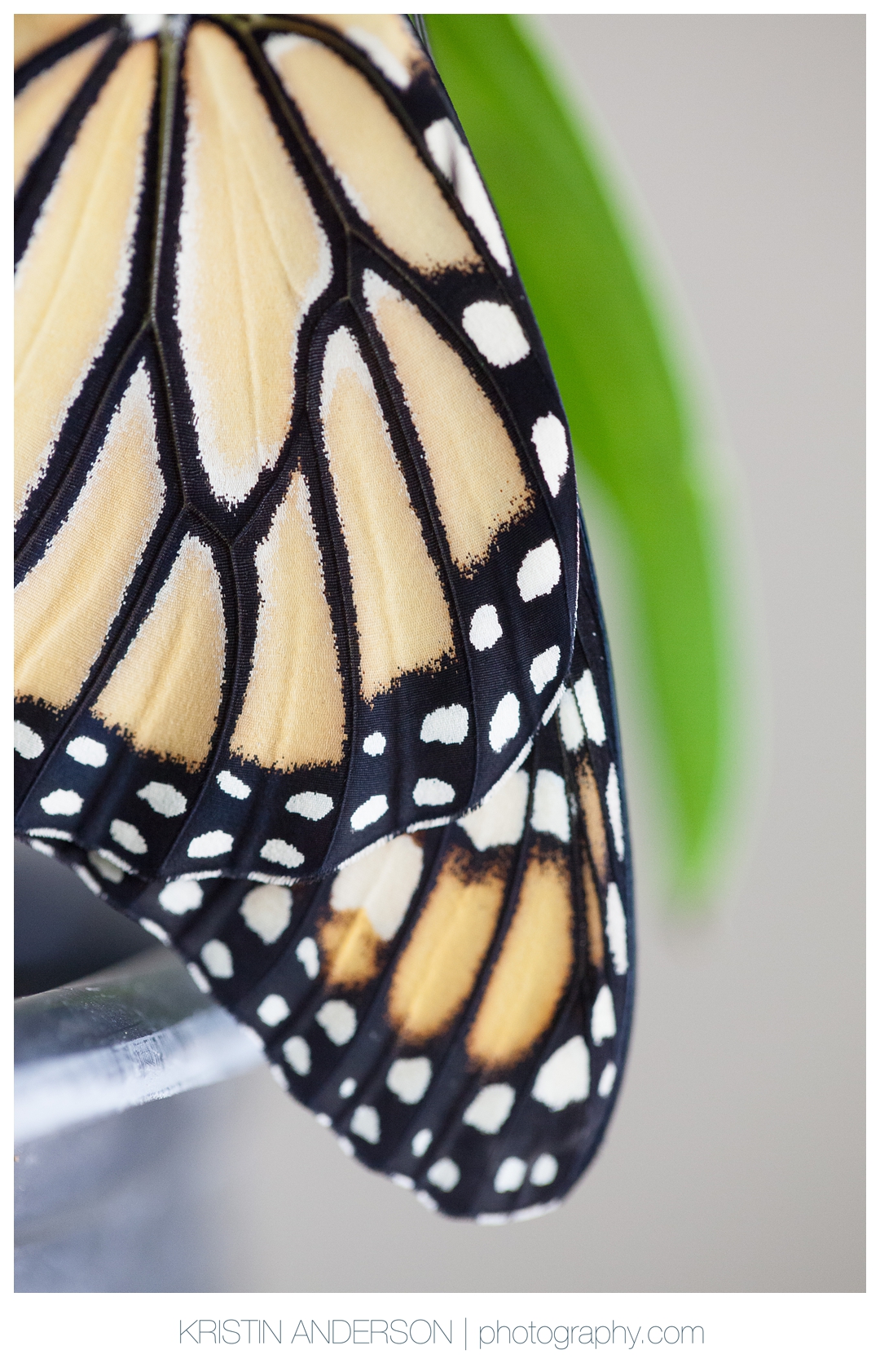2017_9_12_Butterfly&Wood-6106