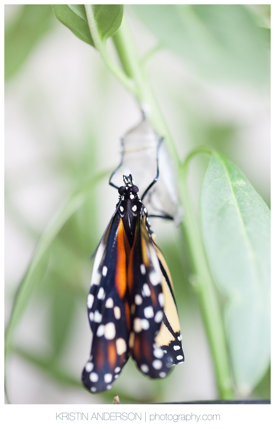 2017_9_12_Butterfly&Wood-6054