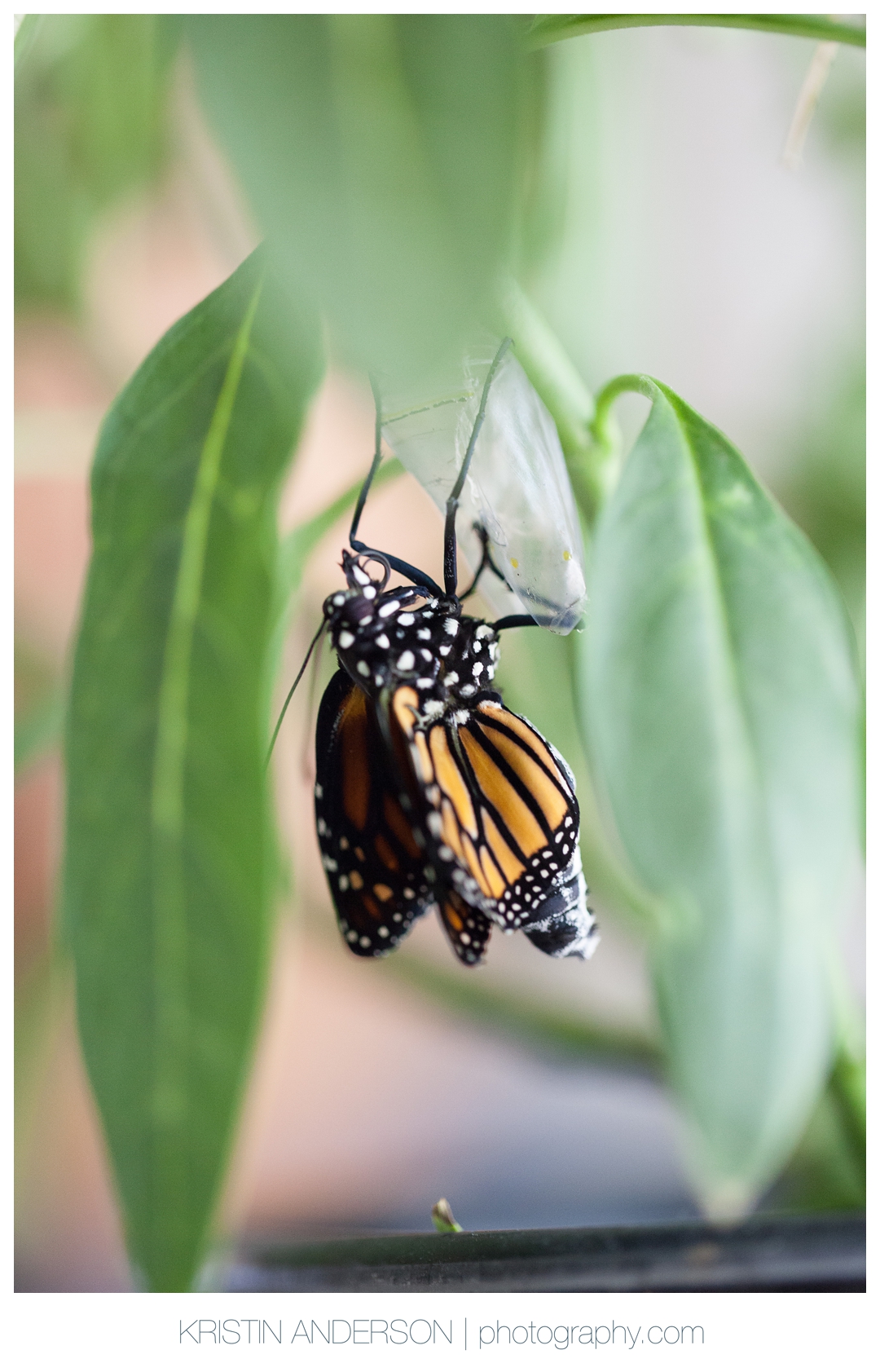 2017_9_12_Butterfly&Wood-6007