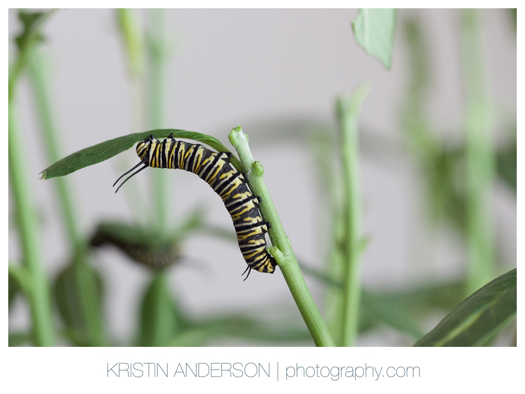 2017_9_14_Butterfly-5962