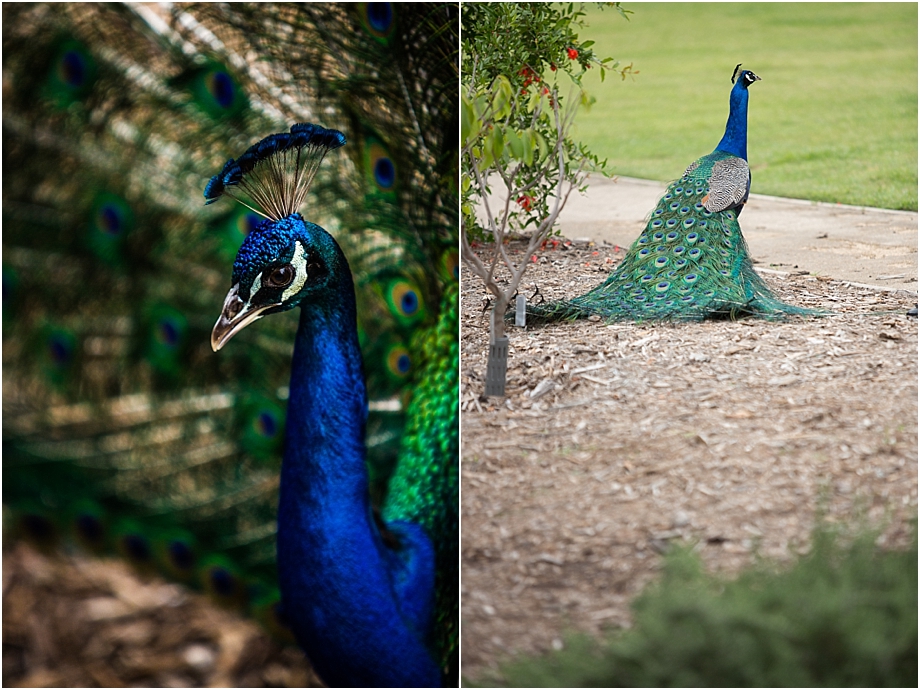 kristinanderson_engagement_photography_la_arboretum008