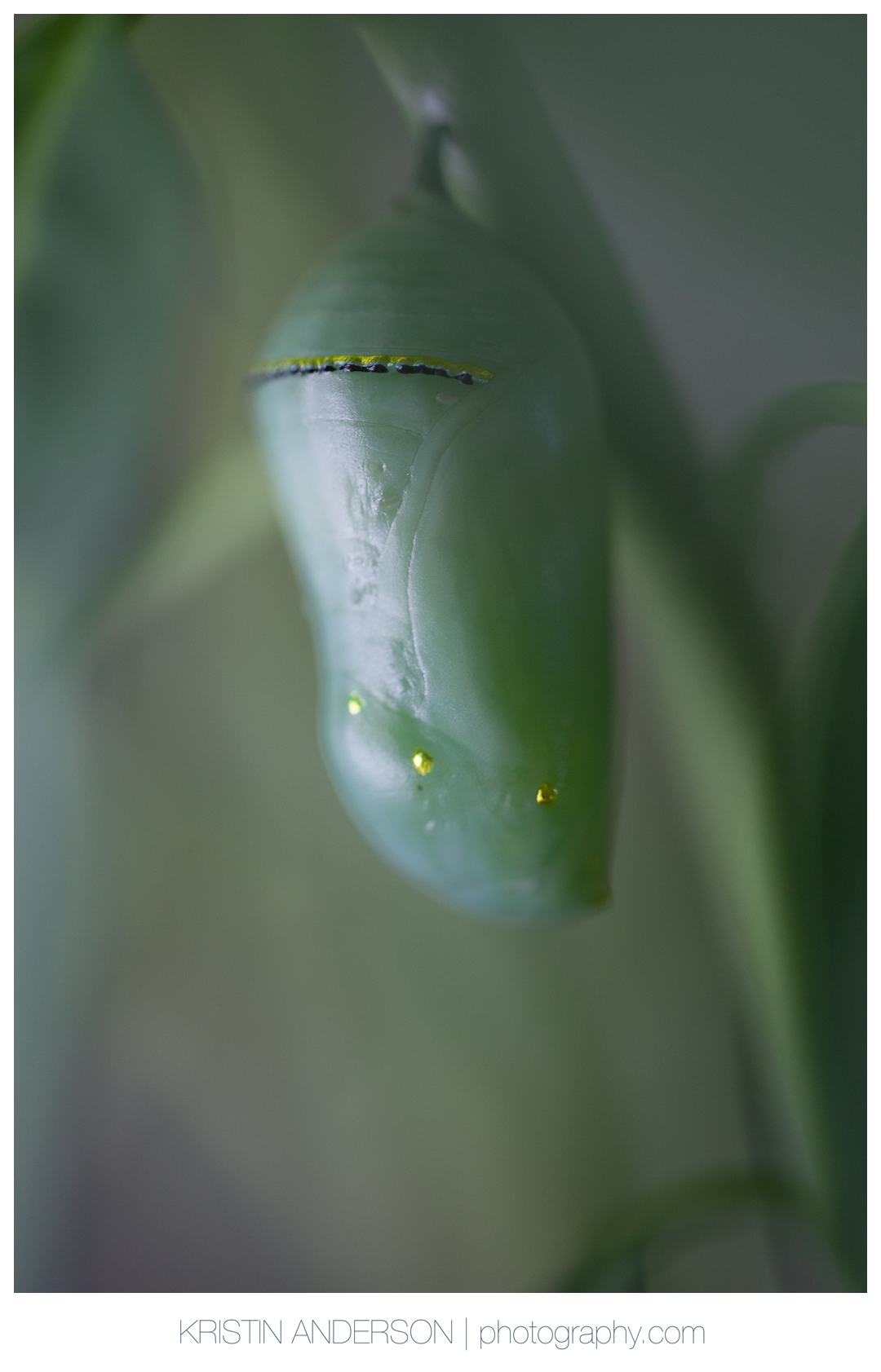 2017_9_12_Butterfly&Wood-5275