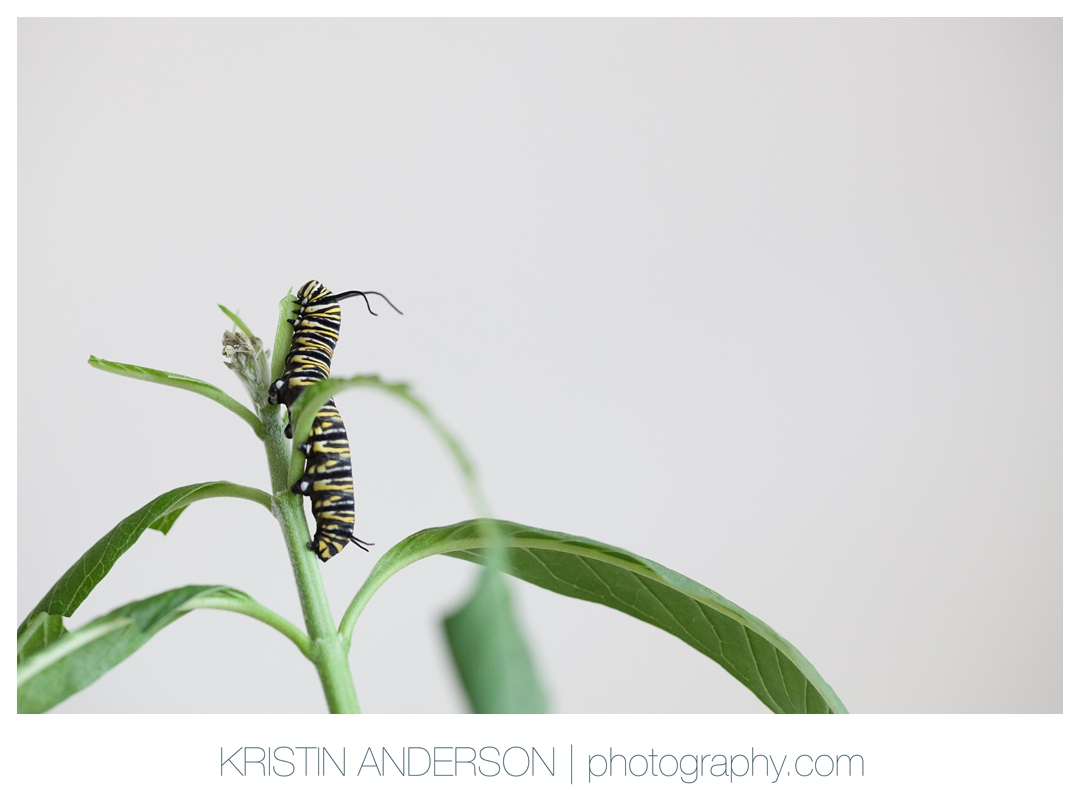 2017_9_14_Butterfly-5965