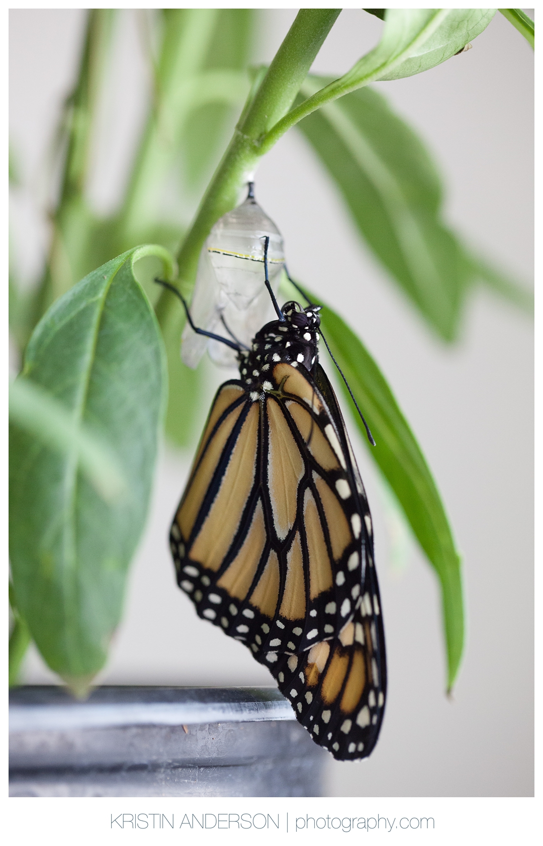 2017_9_12_Butterfly&Wood-6084