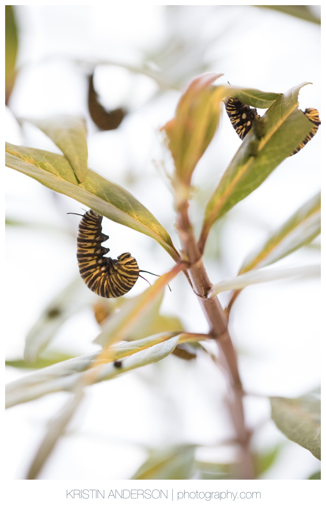 2017_9_15_butterfly-0447