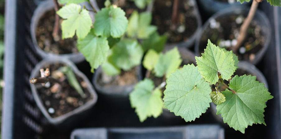 Growing-Grape-Cuttings-1024x726_edited.jpg