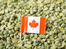 China to impose provisional anti-dumping measures on Canadian pea starch imports