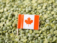 China to impose provisional anti-dumping measures on Canadian pea starch imports