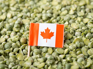 China to impose provisional anti-dumping measures on Canadian pea starch imports