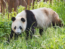Technology empowers real-time monitoring of wild giant pandas in China