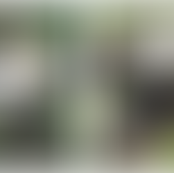 China to send two pandas to Atlanta