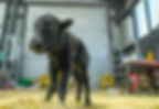 This photo taken on July 11, 2025 shows a cloned yak at a yak breeding base in Damxung county, southwest China's Xizang autonomous region. [Photo/Xinhua]