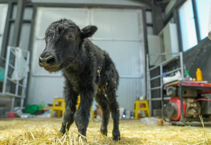 Chinese scientists successfully clone yak