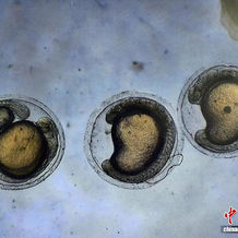 China breaks new ground in artificial breeding of loach