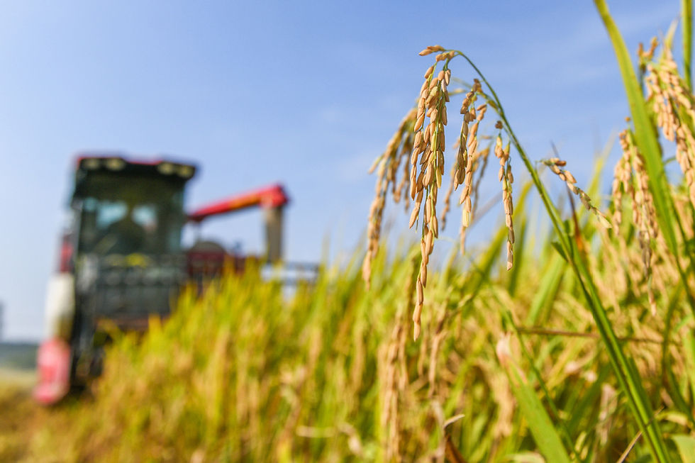 A farmer operates agricultural machinery during rice harvesting in Mangtouzhai village, Yongzhou city, Hunan province on Sept 6. [Photo/Xinhua]