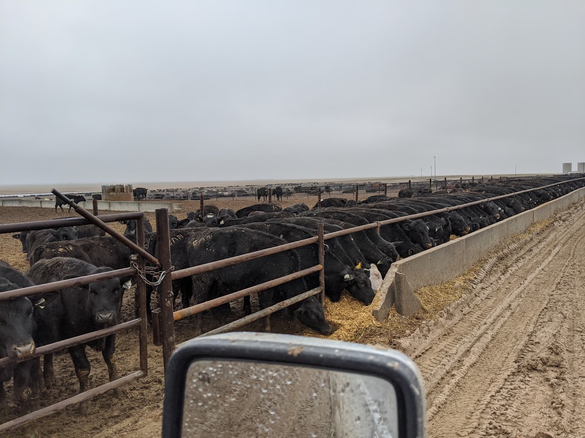 Beef Belt SW Kansas Feedyard
