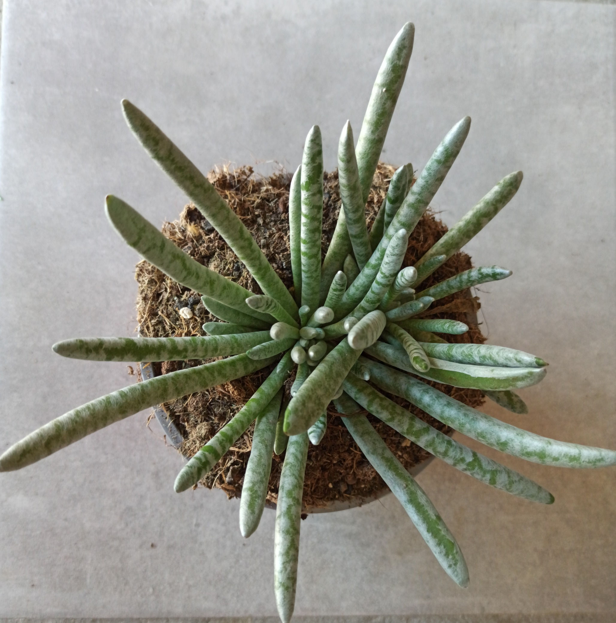 Senecio Scaposus