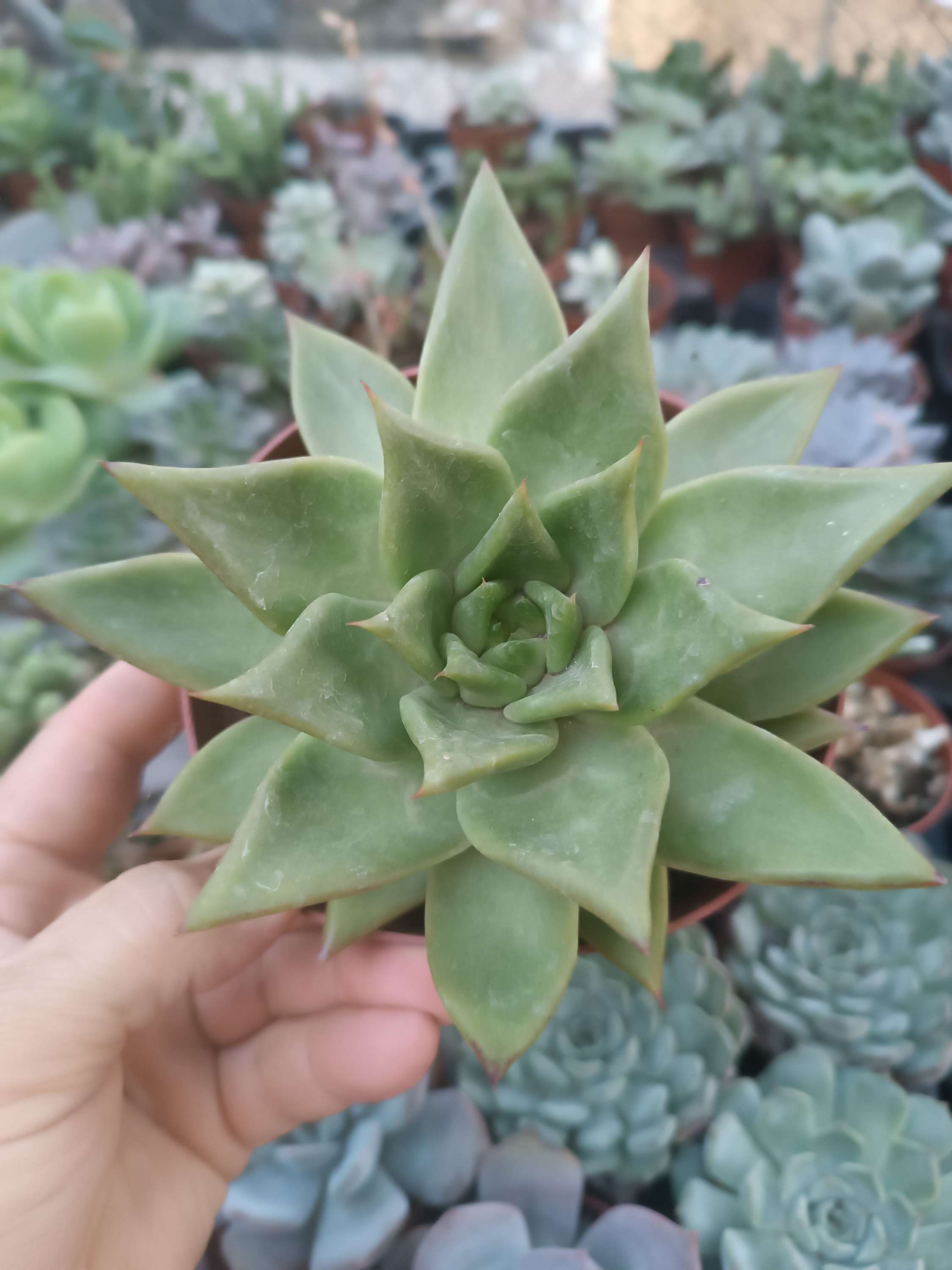 Echeveria agavoides 13 cm