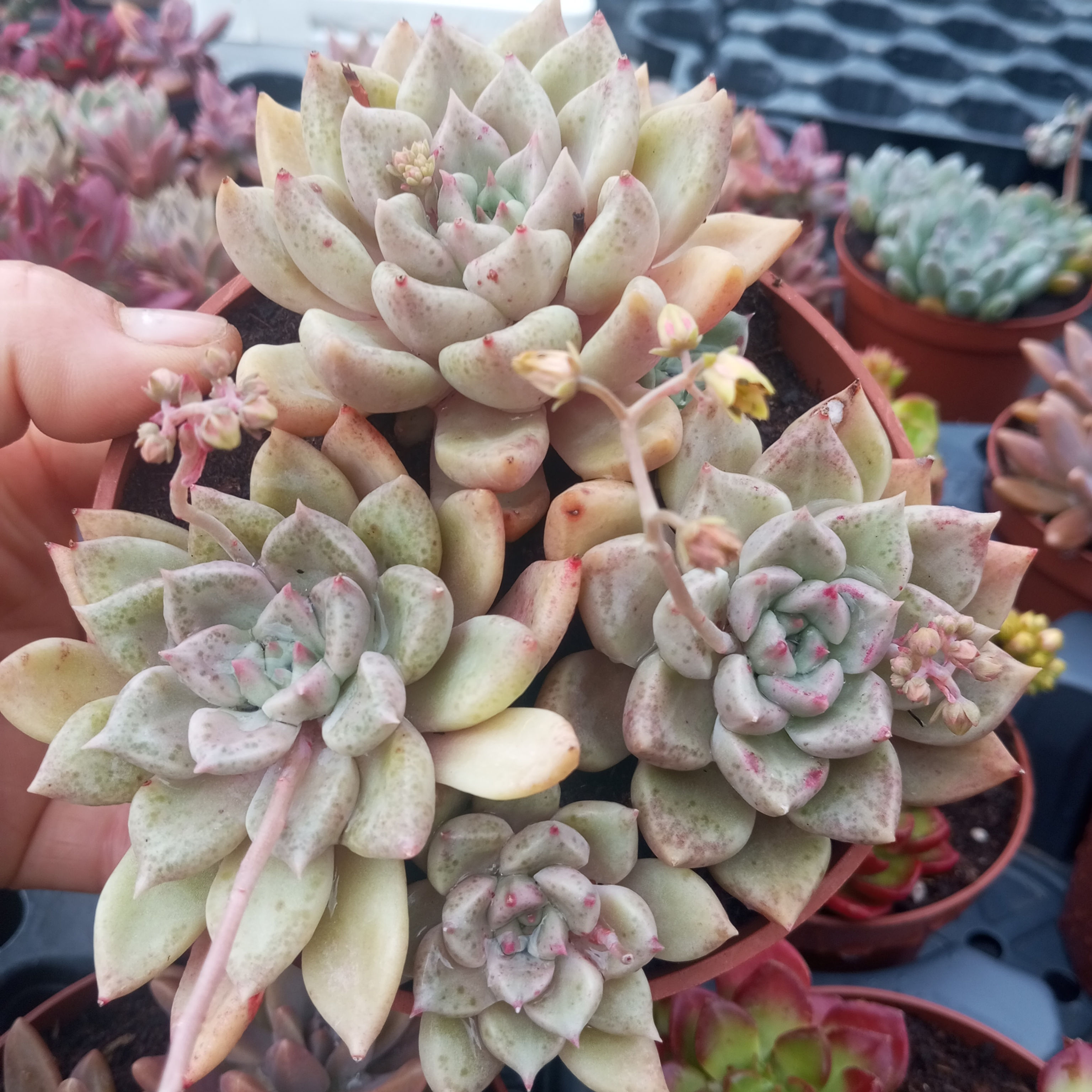 Echeveria Melody 13 cm