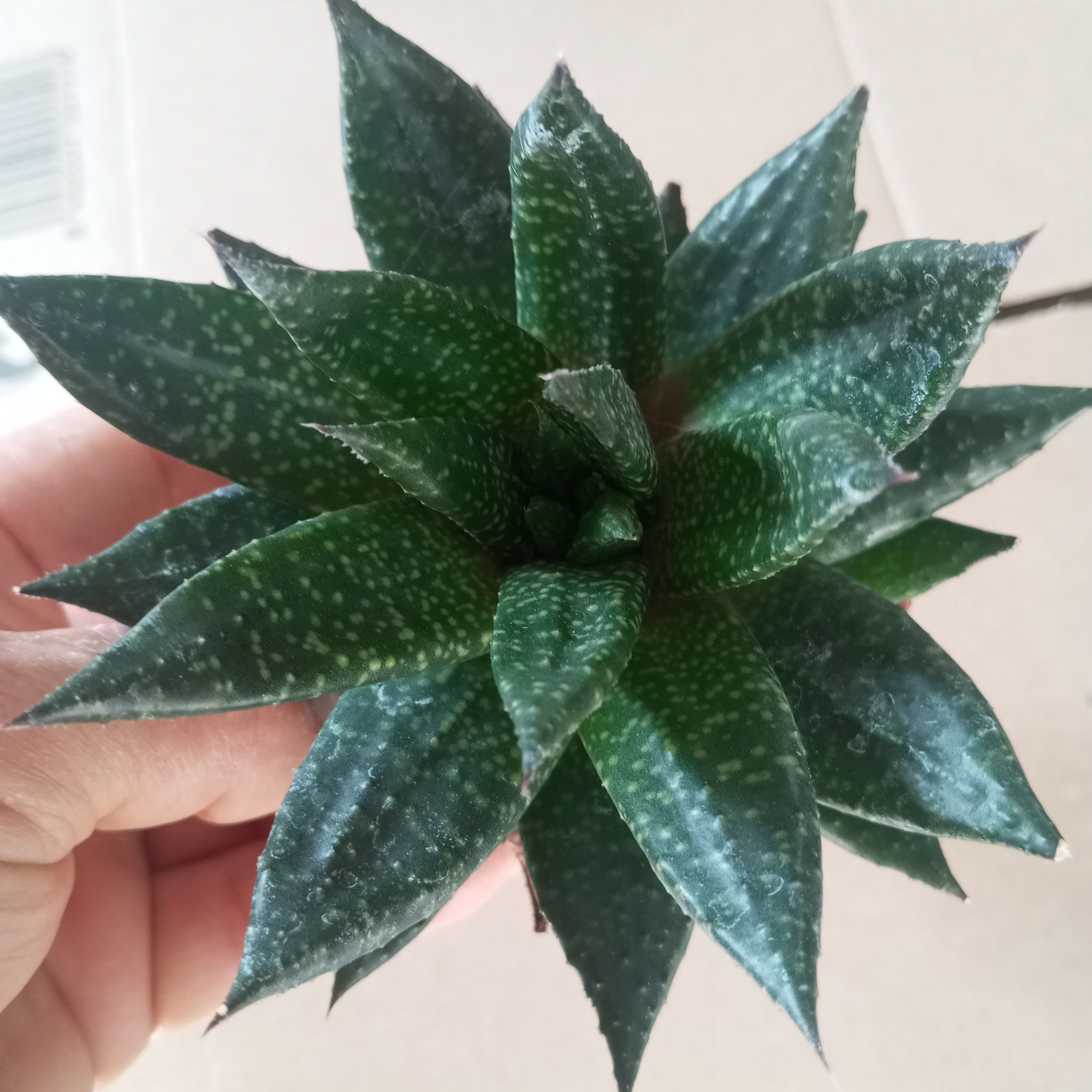 Gasteria 'D Due' 8.5 cm
