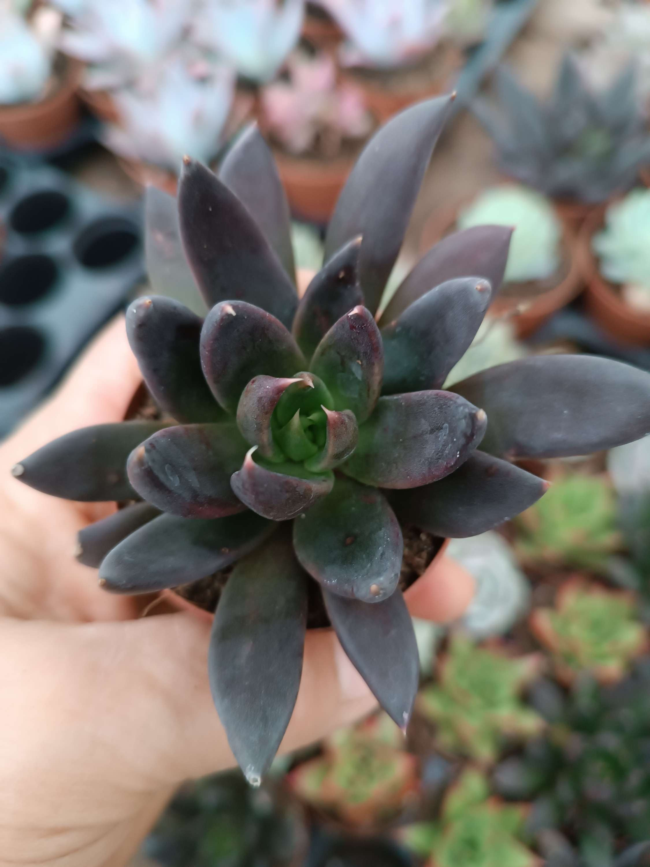 Echeveria Black Night 5 cm