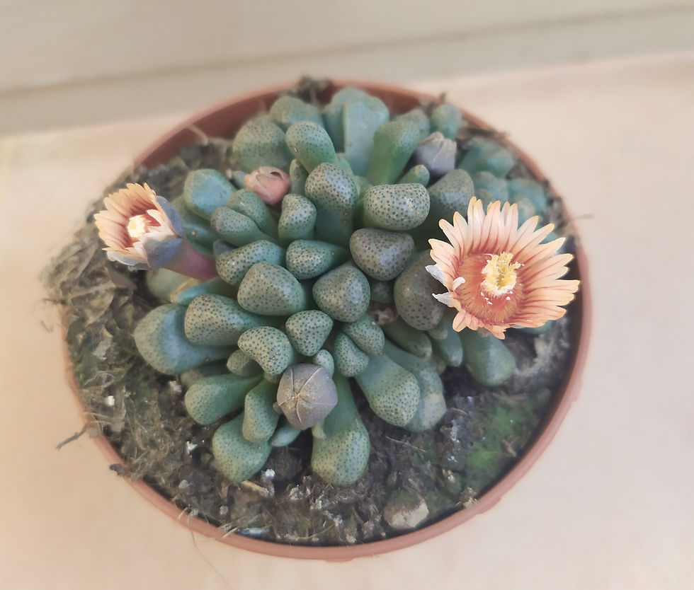 Aloinopsis schooneesii