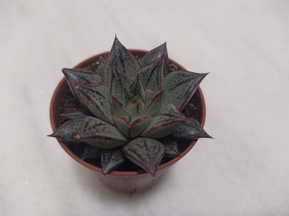 Miniatura: Echeveria 'Purpusorum'