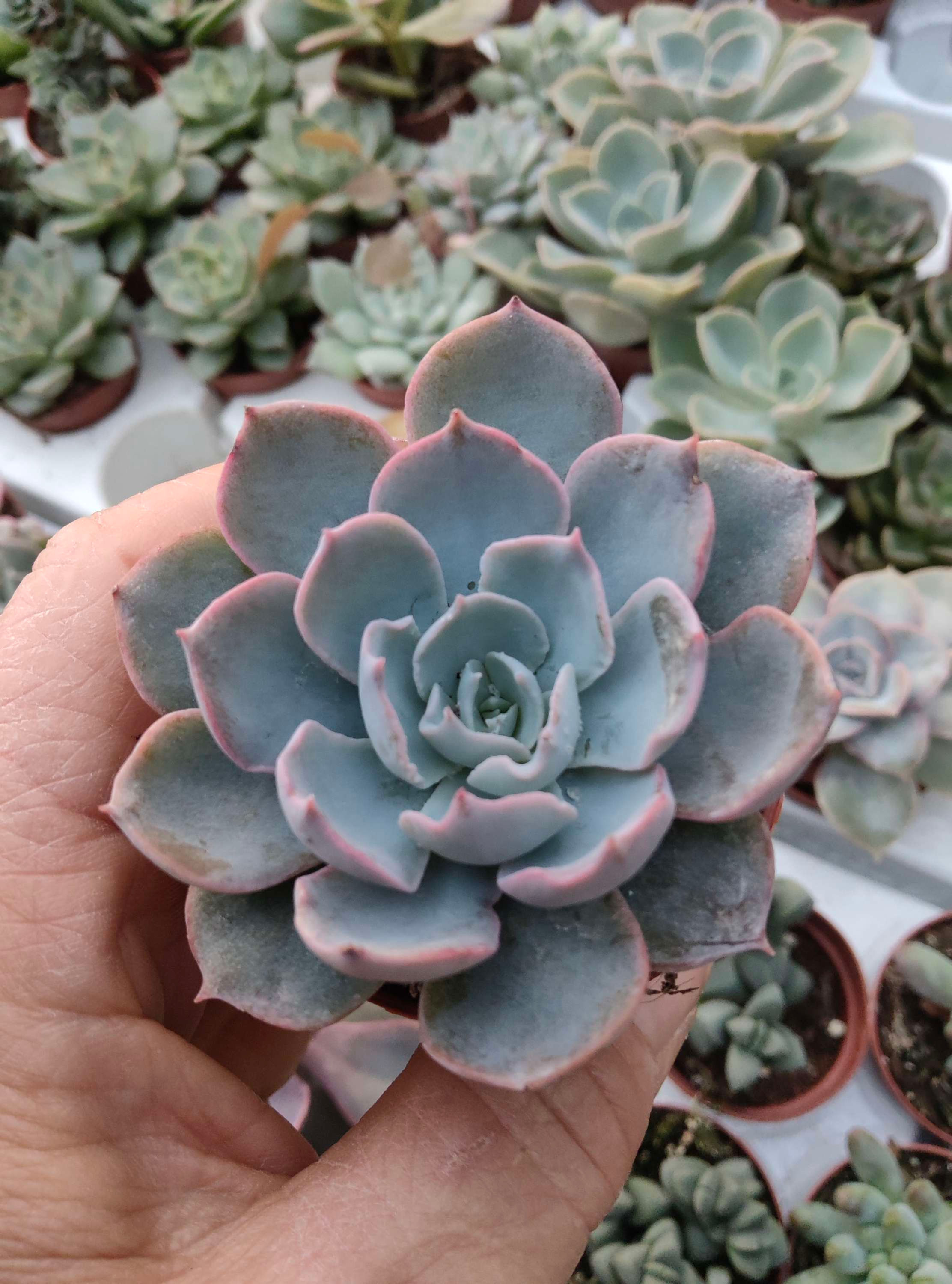 Echevería Desmetiana 5.5