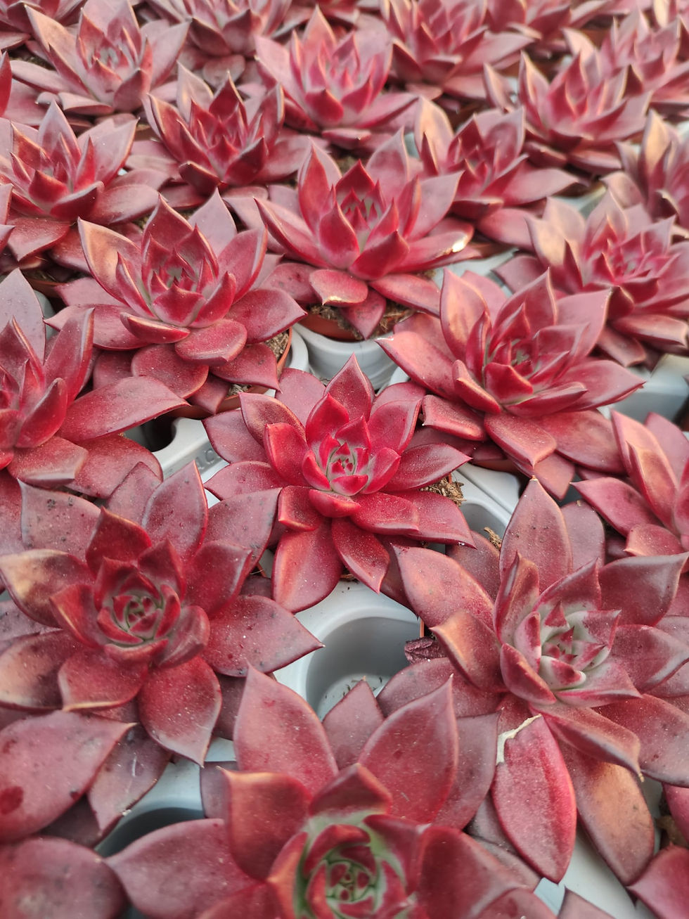 Miniatura: Echeveria Agavoides Romeo 8.5 cm
