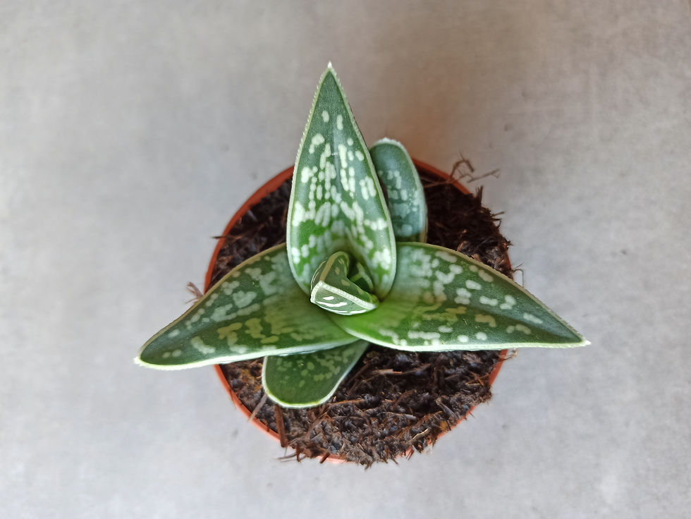 Miniatura: Aloe Variegata