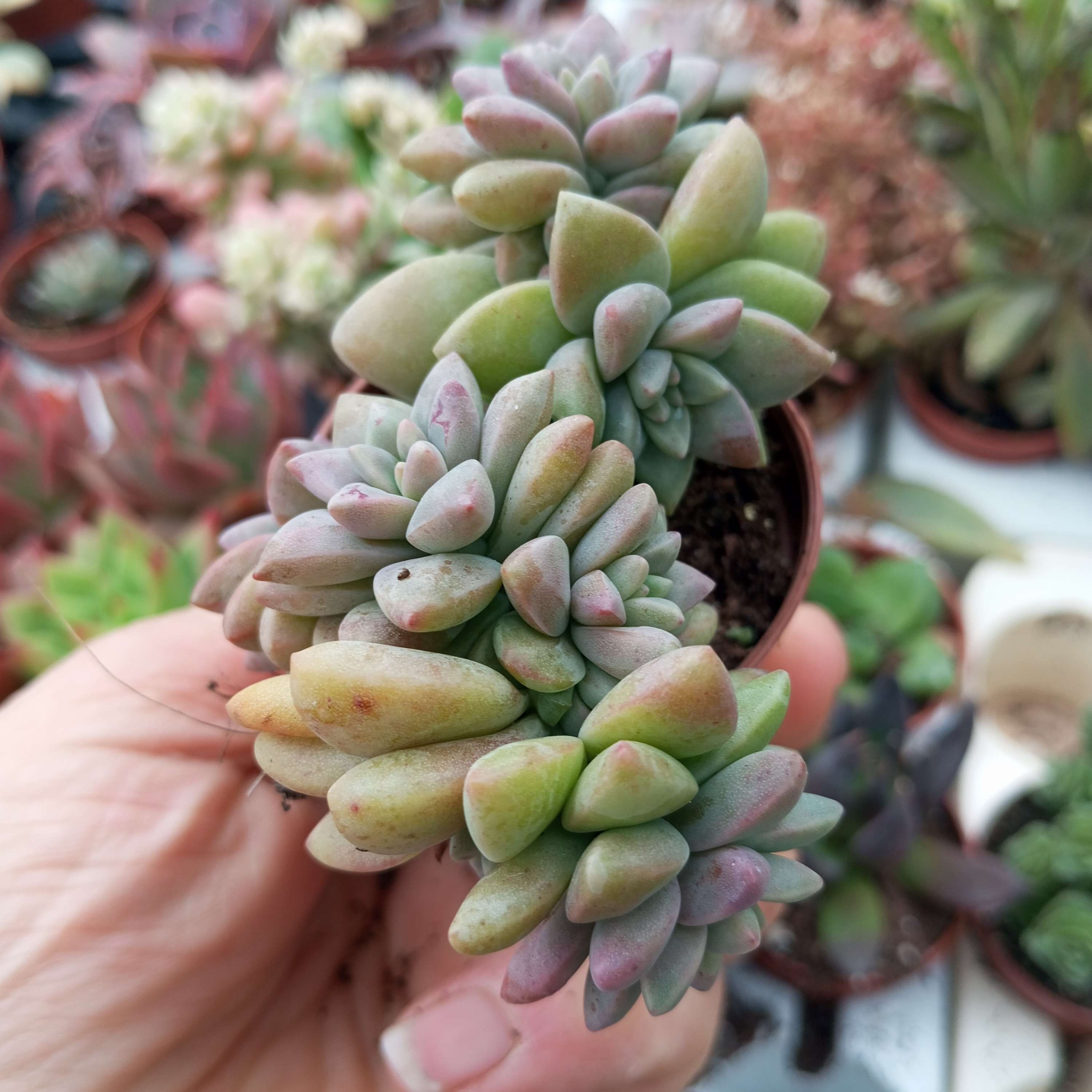 Echeveria amoena fma 5cm