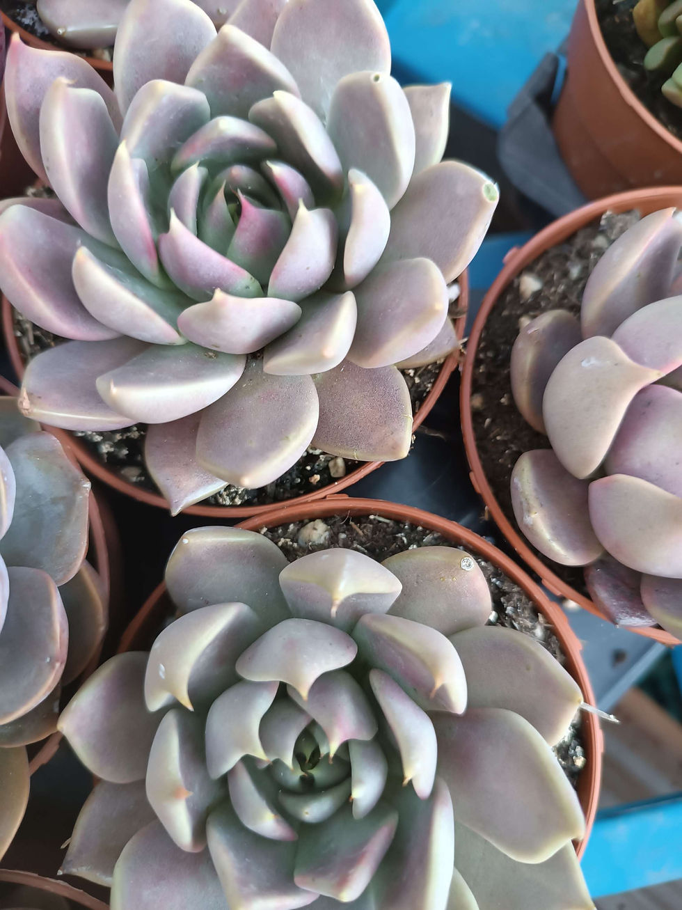 Miniatura: Echeveria Tobarensis 8.5 cm