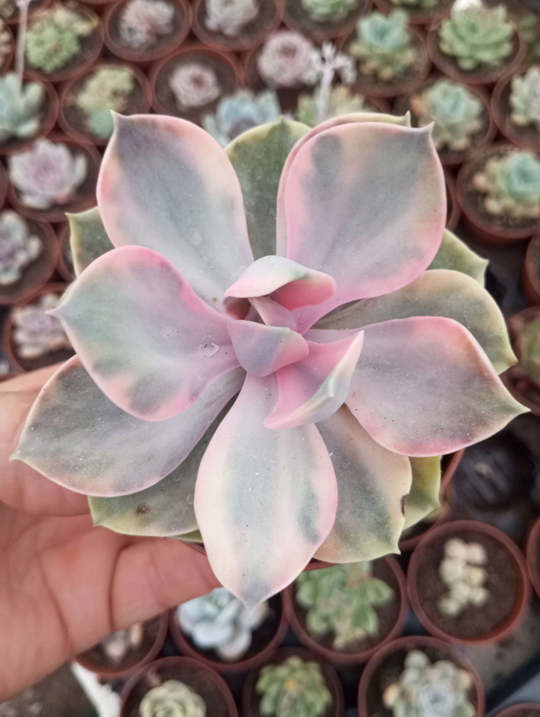 Echeveria  Rainbow 8.5