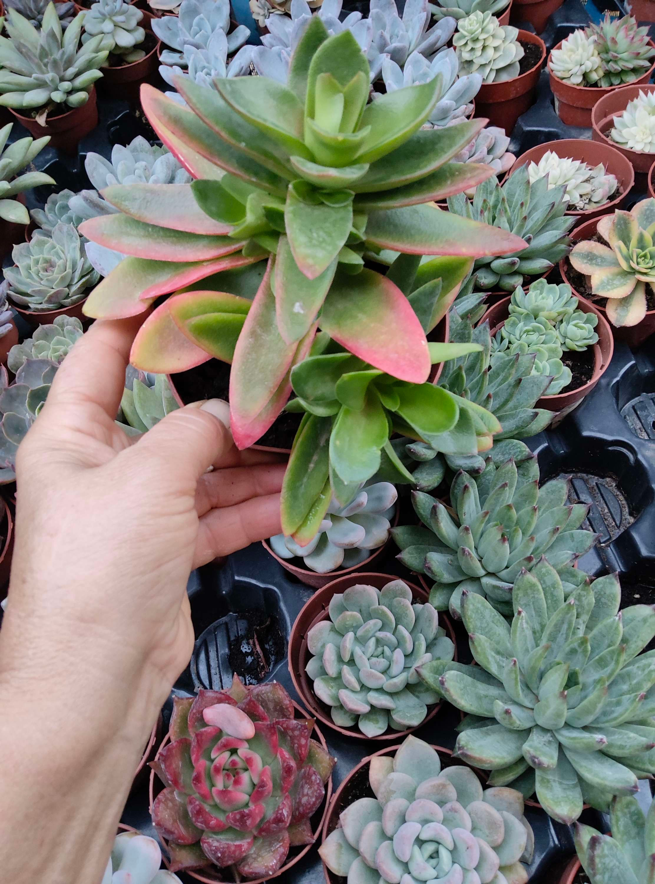 Crassula Capitella fogata 13cm