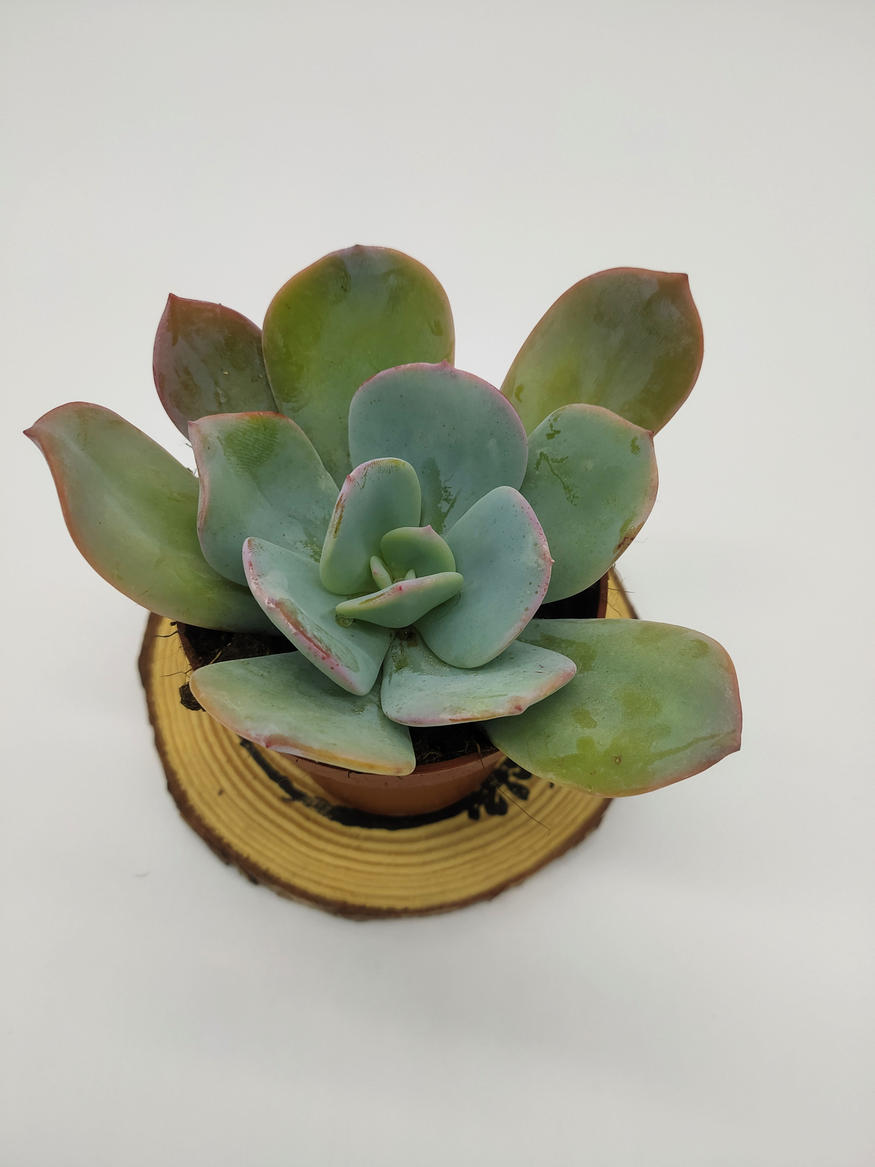 Echeveria Blue Sky 8.5
