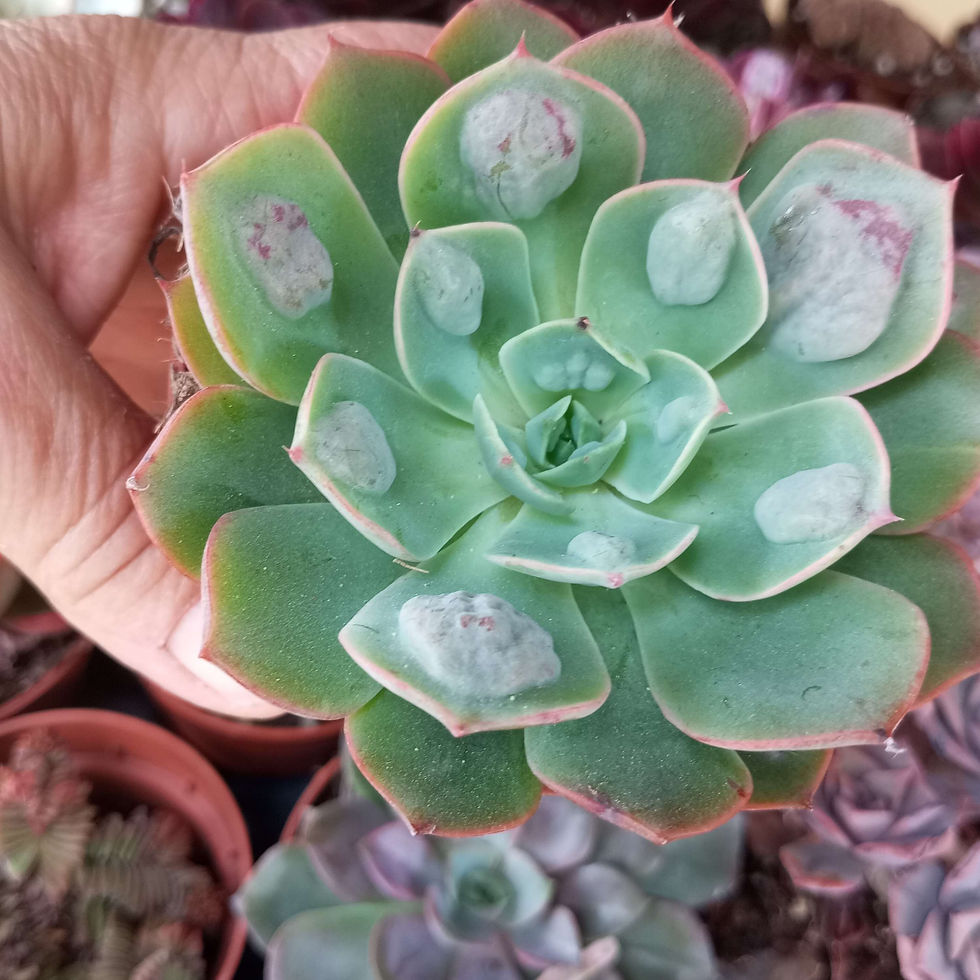 Miniatura: Echeveria Gotas de lluvia 8.5