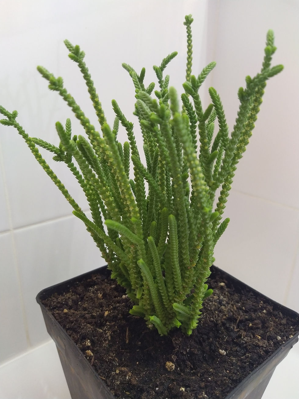 Miniatura: Crassula Muscosa