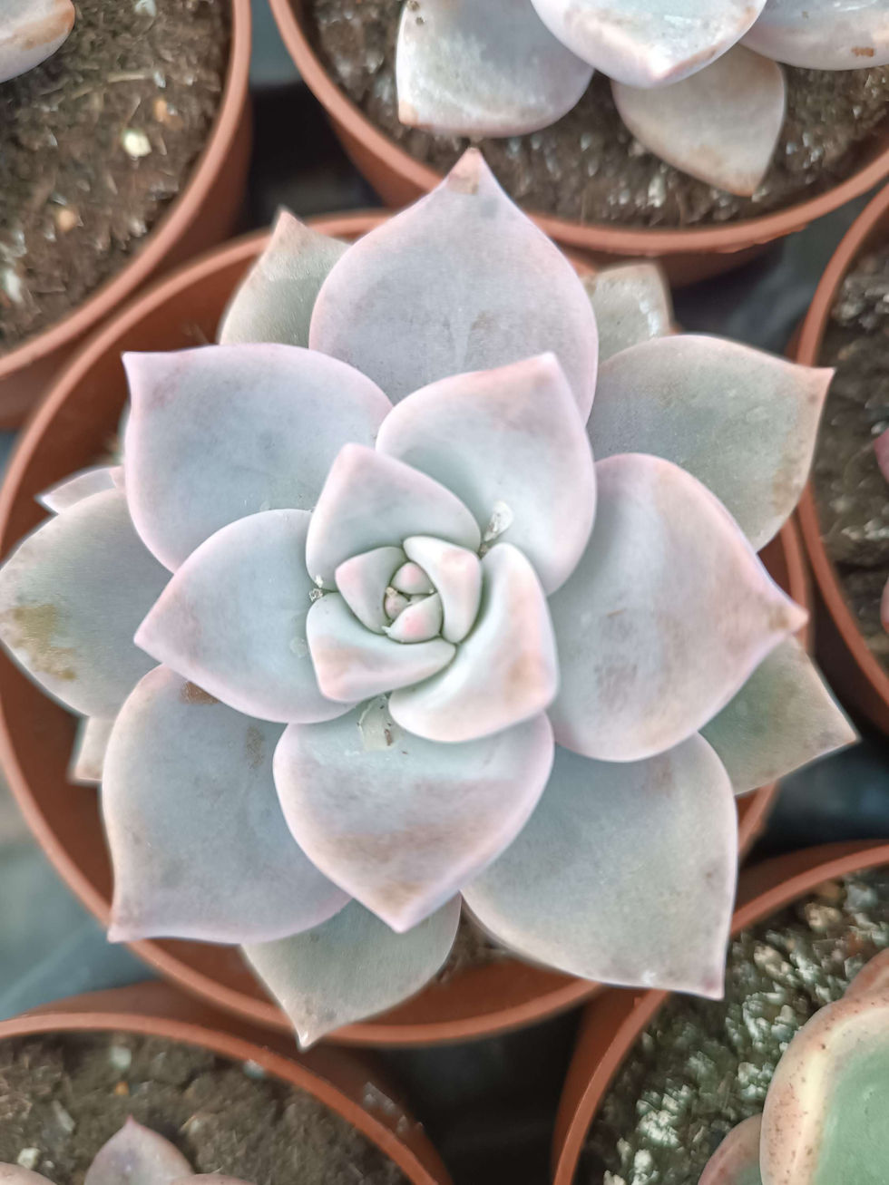 Suculenta Echeveria