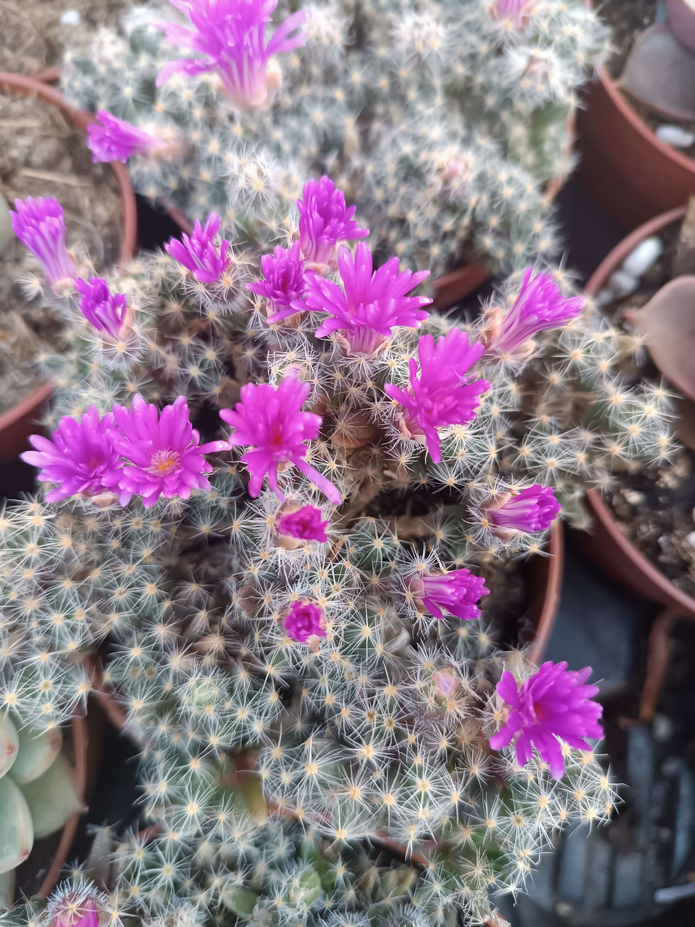 Trichodiadema Planta Suculenta  