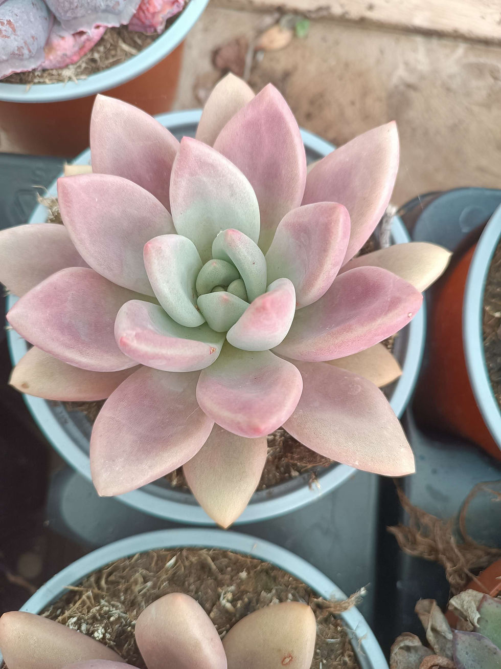 Echeveria Planta Suculenta  
